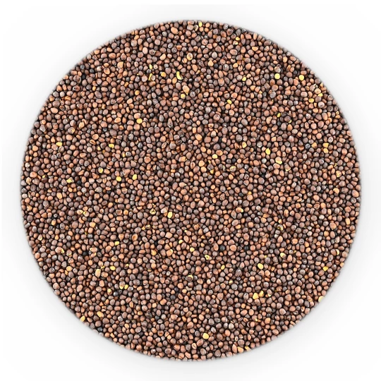 Senfsaat Schwarz Ganz - Lose-1