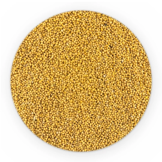 BIO Senfsaat Gelb Ganz-2