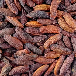 Tonkabohne - Premium Line